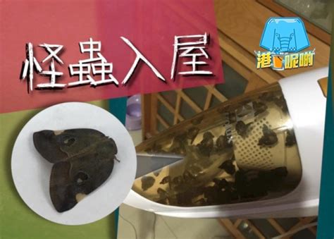 有蟬飛入屋|專家揭秘：蟬入屋的5大影響